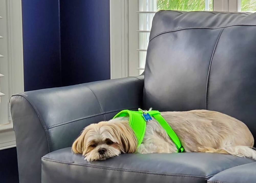 resqpups's tweet photo. We're sorry about the lack of posts today, the pup who runs FB forgot to autopost today. We will be back to our regular posts tomorrow. Thanks for understanding.
Goodnight from Dallas!
This dog has a forever home.
#goodnight #adoptdontshop #STFBR #rescuedogs #rescuedogsrock https://t.co/xqpx45IQFy