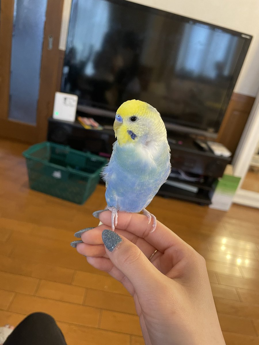 ten0712nn's tweet photo. 迷子のインコを保護して2日目です。今朝は手に乗ってくれました。昨日警察には連絡済みです。首のところの毛が凄い抜けて皮膚が見えてしまっていて気になります...怪我なのでしょうか？😥ご飯は食べた！#インコ保護 #セキセイインコ保護 #迷いインコ #府中市新町 #インコ探しています https://t.co/sEzFirfMJd