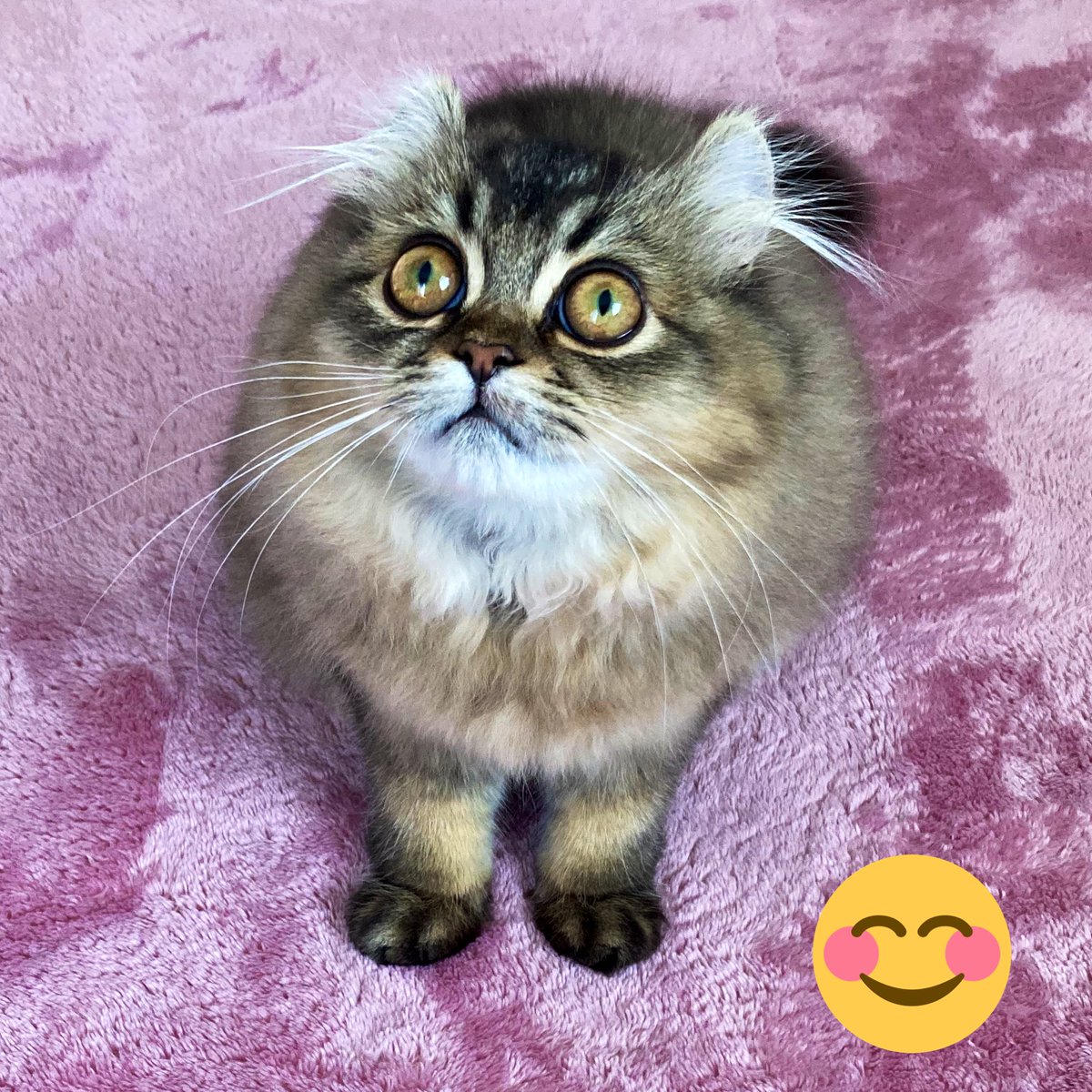 猫ブラッシング 猫ブラッシング