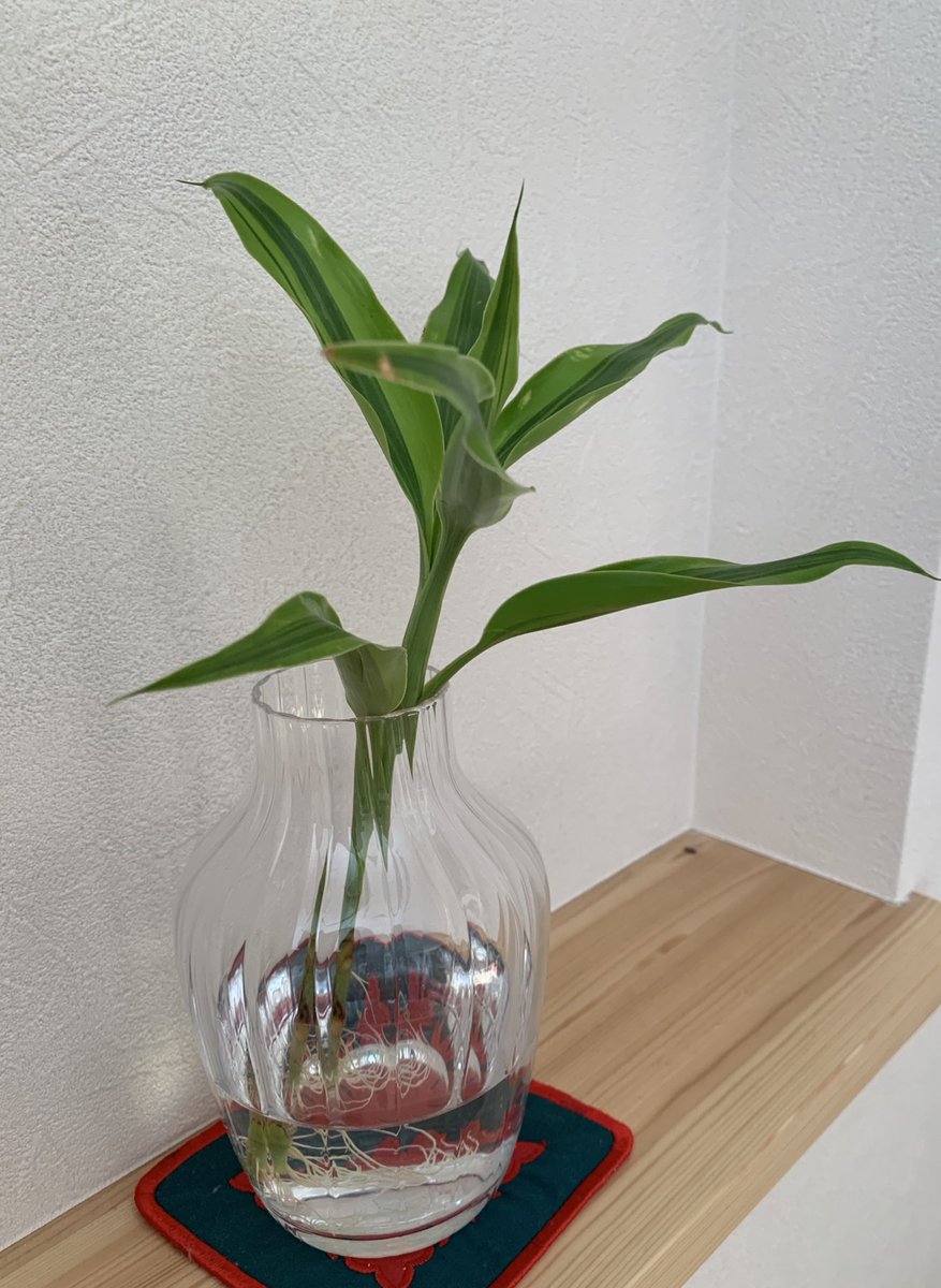 Terumin على تويتر 小さな花束で お花達にそっと寄り添う様に 家にやって来た ドラセナ ひとりぼっちとなりましたが なんと 根が出てきたよ 鉢に植えてあげよう 挿木始めました 公休日 Terumin على تويتر 小さな花束で お花達にそっと寄り添う様に 家にやって来た ドラセナ ひとりぼっちとなりましたが なんと 根が出てきたよ 鉢に植えてあげよう 挿木始めました 公休日
