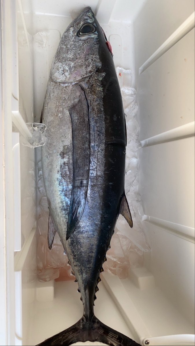 Ayano No Twitter ビンチョウマグロ美味しかったな 釣り兄貴ありがとう ビンチョウマグロ トンジギ トンボ 釣りガール Ayano No Twitter ビンチョウマグロ美味しかったな 釣り兄貴ありがとう ビンチョウマグロ トンジギ トンボ 釣りガール