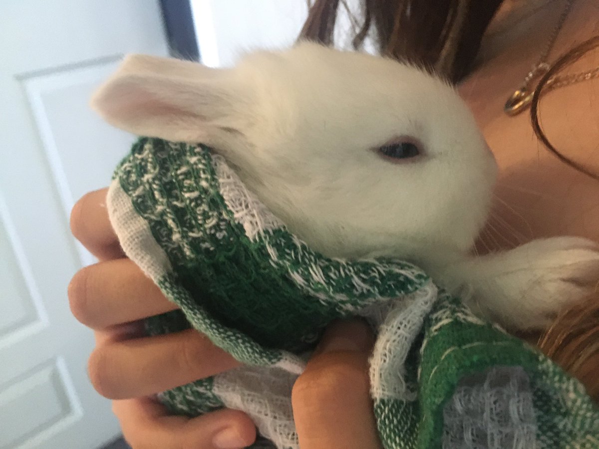 Introducing our newest family member, Miffy. Just two weeks old. Her brother too shy for photo