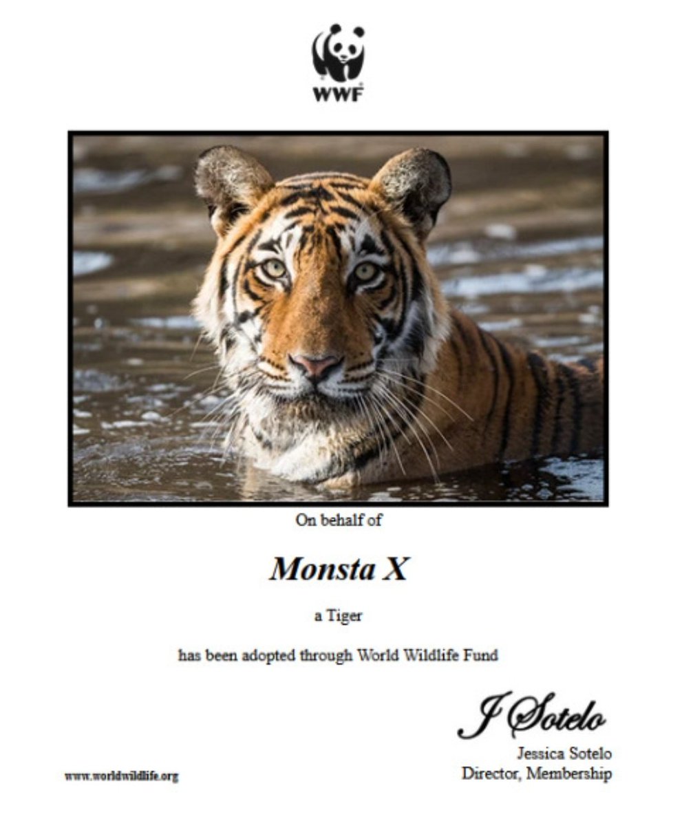 areumdawoteam's tweet photo. Hola!. Tal vez no lo recuerden pero en Diciembre adoptamos a un tigre en nombre de Monsta X. Fue un gran logro y hace ya casi una semana se envió un paquete a Starship con cartas y el certificado. Ya llegó, ya lo tienen en Starship. Gracias ❤️
@OfficialMonstaX https://t.co/Xrc8jGmP00