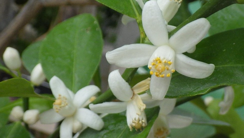 新潟県立植物園 シークワーサー ミカン科 の花が咲いています グレープフルーツによく似た白い花です グレープフルーツと同じくとても良い芳香があり 熱帯果樹エリアが良い香りに包まれております ほのかに甘く柑橘系の爽やかでフレッシュな香りに