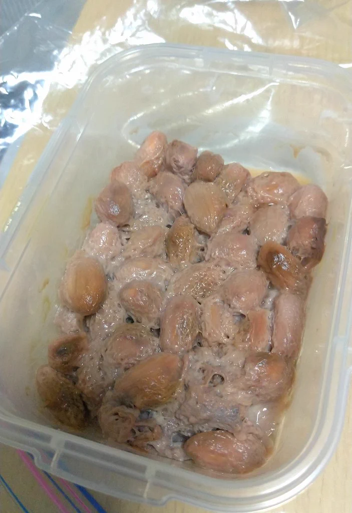 カカオの実からチョコレートを作る！1ヵ月もかかったけどやり遂げた！