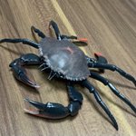 今売っているカニのガチャガチャ!脚だけいろいろなものに付けられるのがポイント高い!