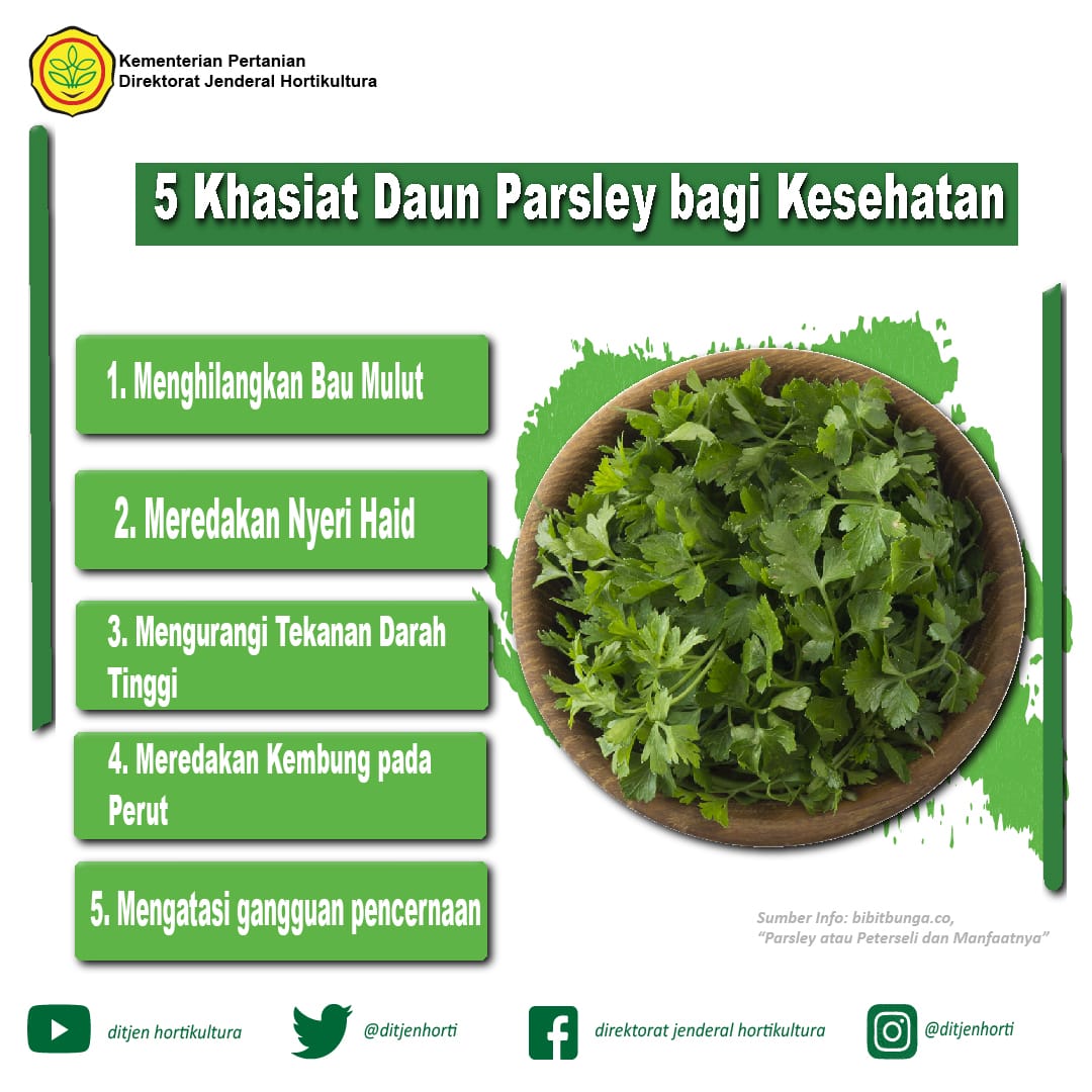 Khasiat daun sup untuk buah pinggang