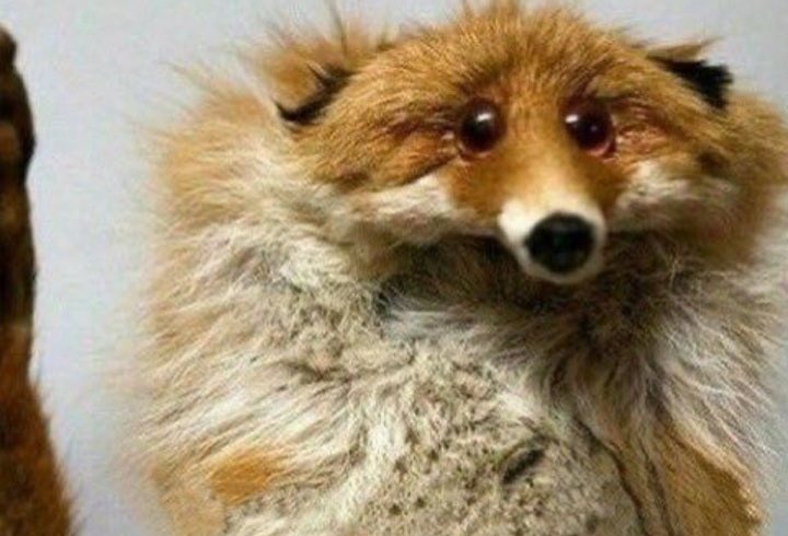 AnimalsMp4's tweet photo. https://t.co/UeHTtuHTnj
