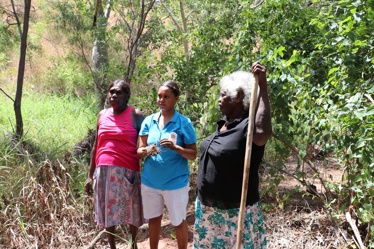 The Miriwoong Word of the Week is Tharrb. In English, it means 'to (all) stand'. Gawooleng tharrb berrandawoon Mayibam. The ladies are standing at Middle Springs.