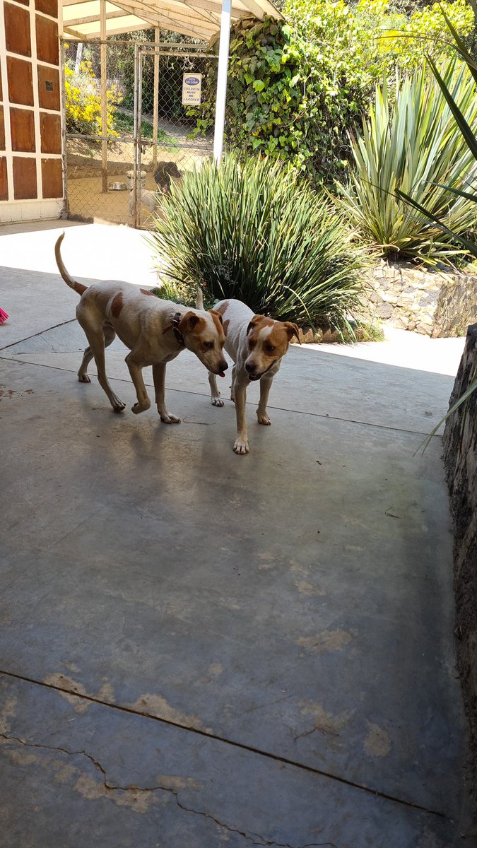 Dcyon's tweet photo. #BuscoCasita
#Hembra, 9 meses, 15 kilos #Esterilizada #ProtocoloSalud completo. #urgente Solo #CDMX #WhatsApp 5555040979 #AdopcionResponsable #adoptaunperro #Adopta #AdoptaNoCompres https://t.co/JrKXWUmZN1