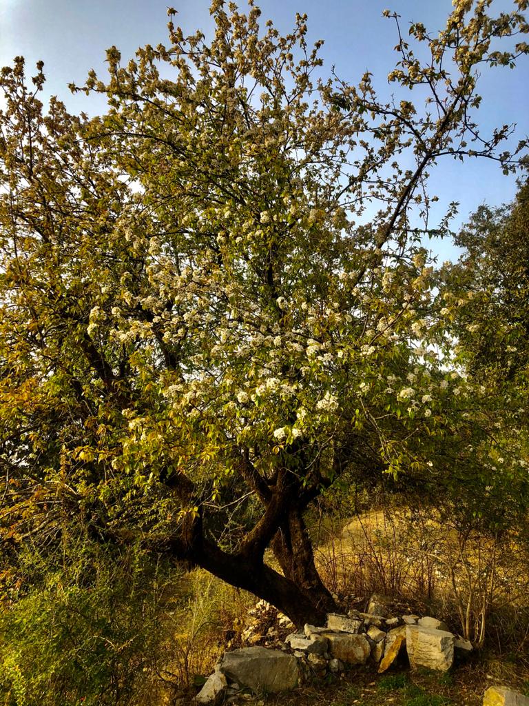 JabarkhetNature's tweet photo. Don’t miss the flowering season at JNR! https://t.co/WcxVpB50yK