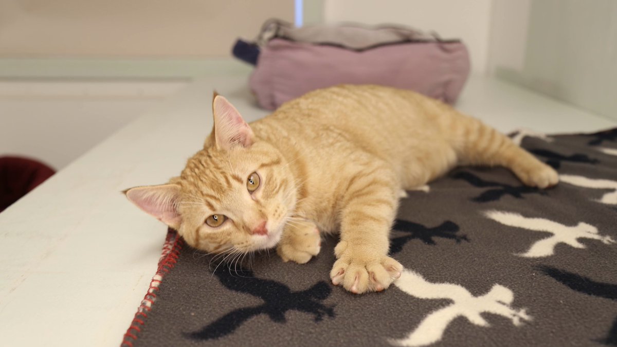 Pip was adopted! Congratulations to him and his forever family 🧡