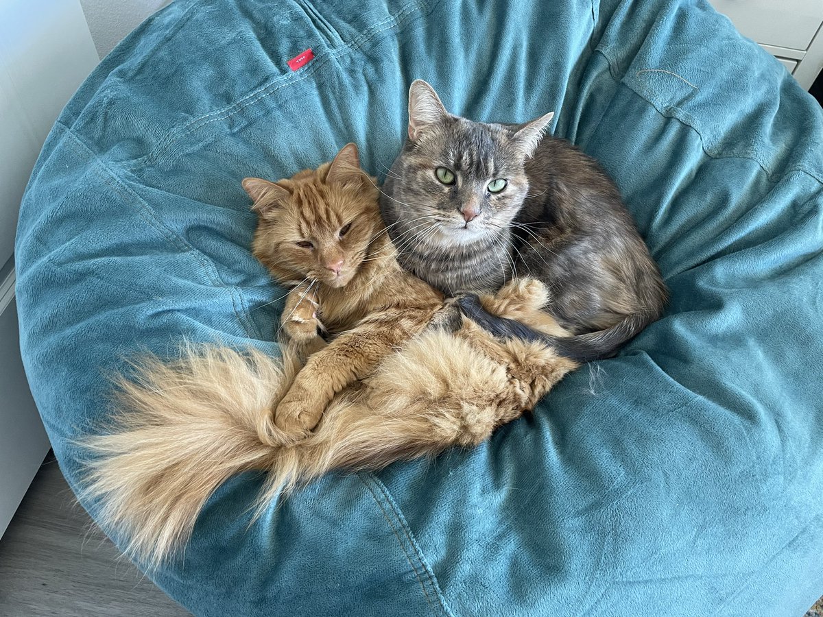 MajorAlice_CO's tweet photo. Nothing to see here, mom. #MajorandAlicetheCats #CatsOfTwitter #AdoptDontShop #DoubleTrouble #floof #CatsRule #CatsTakeOver https://t.co/E3CYTEv1i4