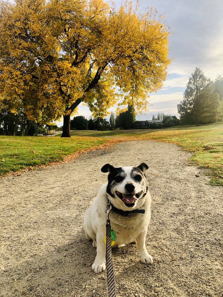 AMCMiller's tweet photo. @foragoodwoody Bob’s willing to step up (literally). Dad was chihuahua, mum was lab! https://t.co/7Jtc3LUVzn
