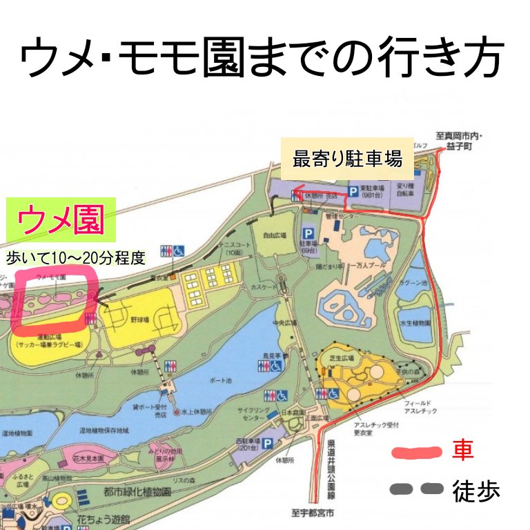 栃木県井頭公園 公式 Ar Twitter ウメ園までの行き方についてお電話が多いので 案内図を作ってみました 今週あたりが盛りですので ぜひお越しくださいませ٩ ˊᗜˋ و 栃木県井頭公園 ウメ 案内図 栃木県井頭公園 公式 Ar Twitter ウメ園までの行き方についてお電話が多いので 案内図を作ってみました 今週あたりが盛りですので ぜひお越しくださいませ٩ ˊᗜˋ و 栃木県井頭公園 ウメ 案内図