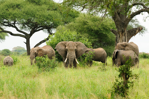 We're visiting Quirimbas National Park. It's made up of 11 of the southernmost Quirimbas islands & also some of the mainland & was established in 2002. The park is home to elephants, lions, leopards, crocs & also various types of sea life such as turtles, dolphins & seahorses.