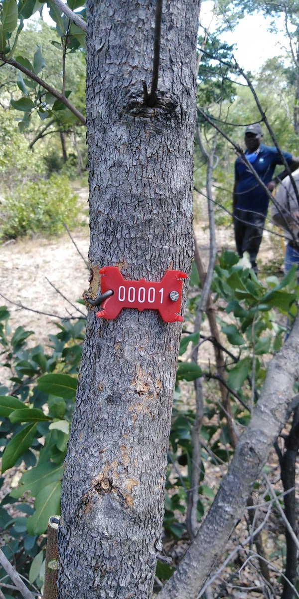 Every tree counts
#ForestMonitoring