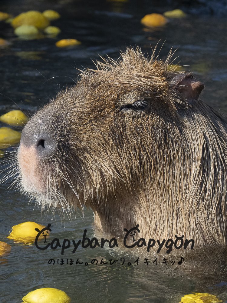 野生ｶﾋﾟﾊﾞﾗ写真展 Fujifilm六本木 カピゴン松島 くせっ毛ちゃん 特性 カーリーヘア 効果 相手の すばやさ を下げる ポケモン 伊豆シャボテン動物公園 カピバラ