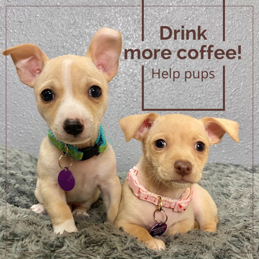 fetchroasters's tweet image. These cuties have a great future thanks to @oregondogrescue Every time you purchase small-batch specialty coffee from Fetch you’ll help more pups in need like them! Find out more s.ripl.com/mrz0my #coffee #oregondogs #oregondogrescue #shelterdogs #rescuedog