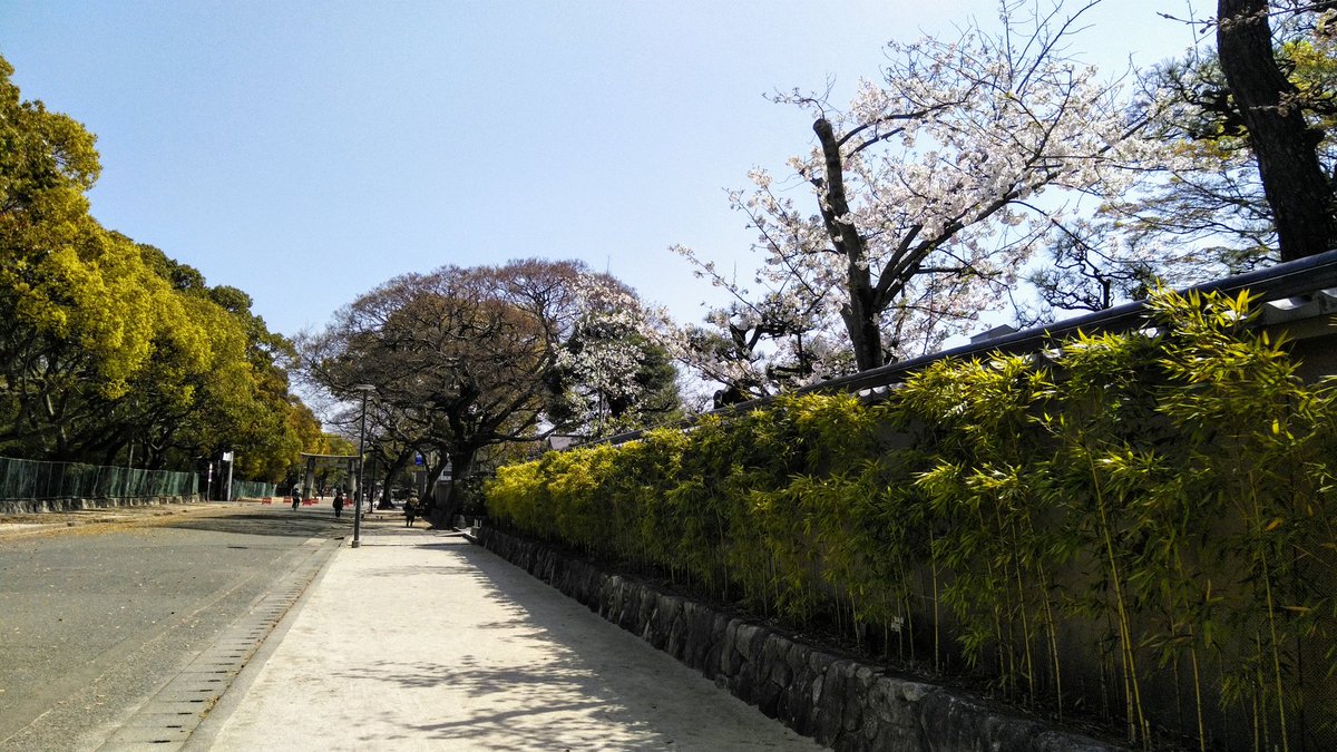 筥崎宮 公式 参道の桜も開花してきております 筥崎宮 桜 福岡 神社 パワースポット