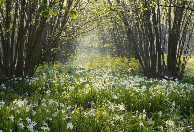 thegardenvsw's tweet photo. These reflections led me to the consideration of an important question of taste in gardening. It is the question of the scale and proportion of plants grown in relation to the size of the garden. It is rather difficult to explain what I mean in so short an article—gg https://t.co/9ddyFaCTx7
