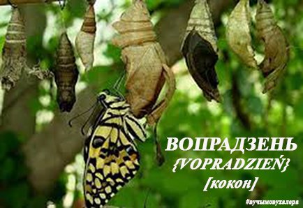 Бабочка вылезает. Куколка бабочки. Бабочка монарх гусеница. Рождение бабочки. Монарх хризалис бабочка кокон.