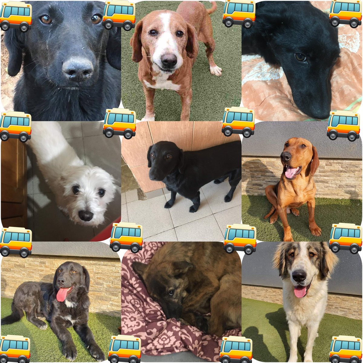 SavingStraysUK's tweet photo. From all of the dogs and the team at SSS, THANK YOU!! WE COULD NOT DO THIS WITHOUT YOU ALL 🙏🙏🙏
🐾 Because Every Single Life Matters 🐾https://t.co/NabltPVSXH #happybus #transport #newlife #uk #fureverhome #foreverhome #dogs #adoptdontshop #savingsufferingstrays #donate #help https://t.co/QEuCBr3ZmG
