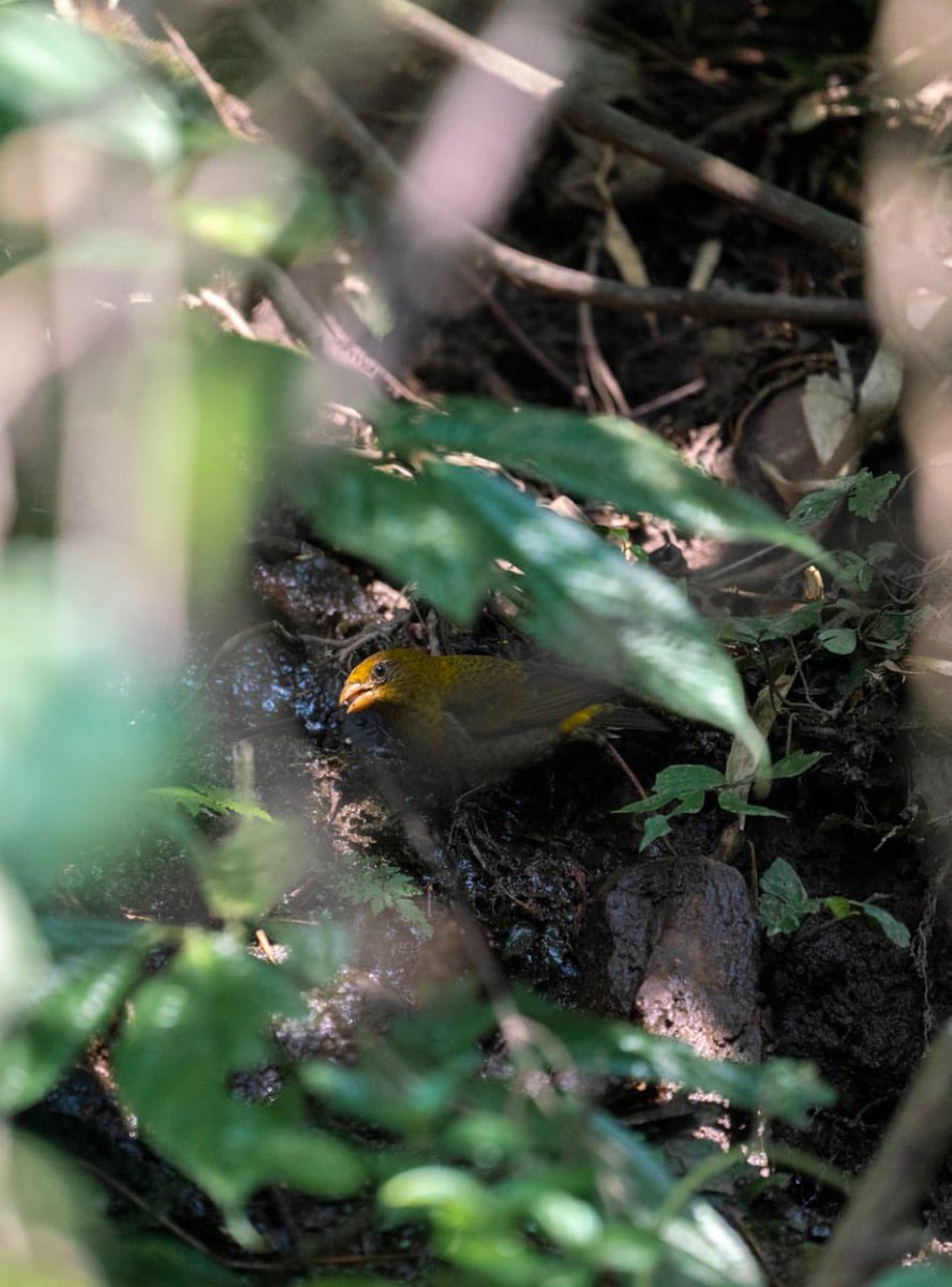 AWExplorative's tweet photo. Another beautiful experience to share!!
On 12th March we visited #Jengging bird trail, in #UpperSiang district, #ArunachalPradesh . This bird trail is a part of Jengging range of  #moulingnationalpark . A new birding hotspot is coming up. https://t.co/2yd32Edrfg
