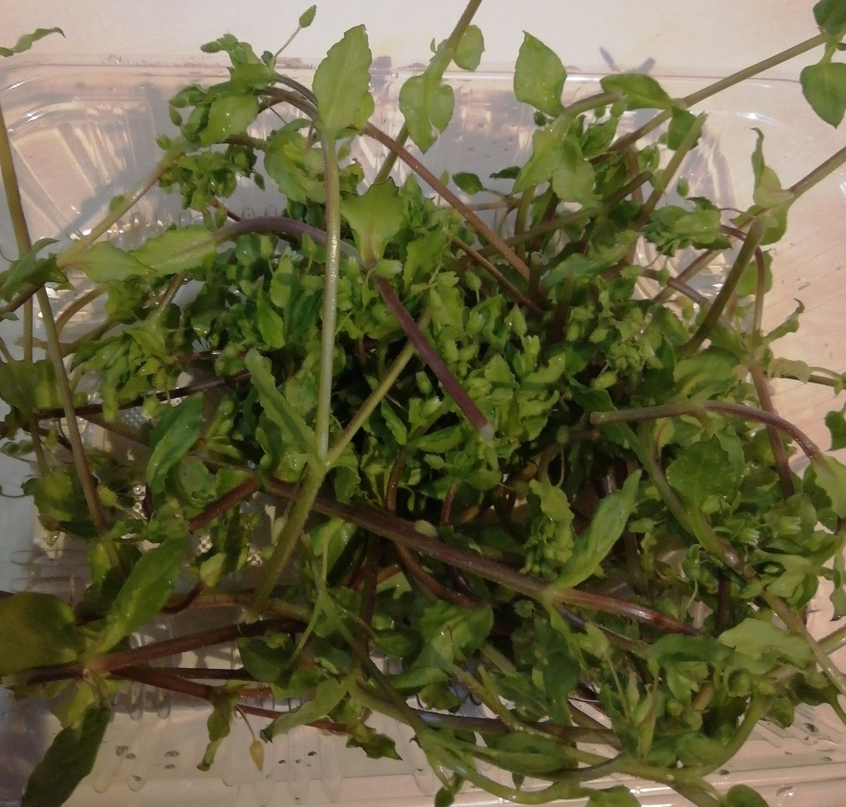 美味しい食べ方探そう