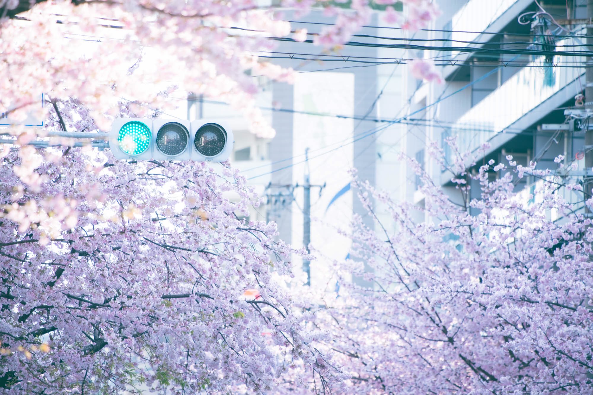 ざきphoto 秒速5センチメートル T Co Chvk9saar4 Twitter