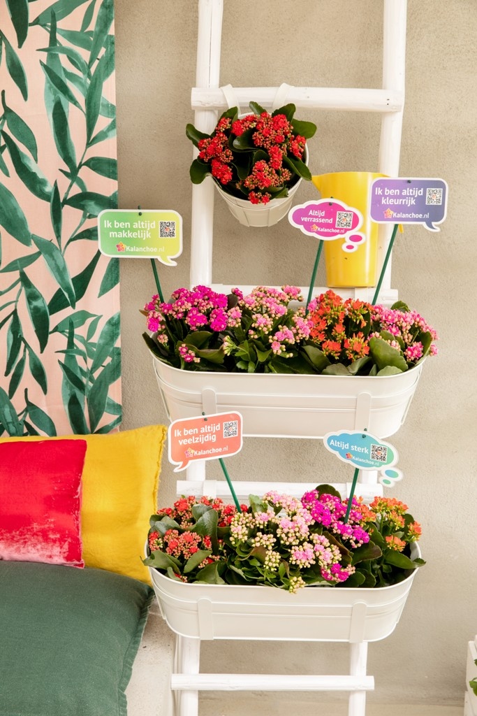 Ook lentekriebels? Begin alvast met het toevoegen van kleur aan je slaap-, woon- of badkamer. Zet jouw mooiste Kalanchoes alvast in mooie buitenbakken dan kan je ze straks met het mooie weer direct buiten zetten. 
#lentekriebels #AltijdKleurrijk #vetplantmetbloemen