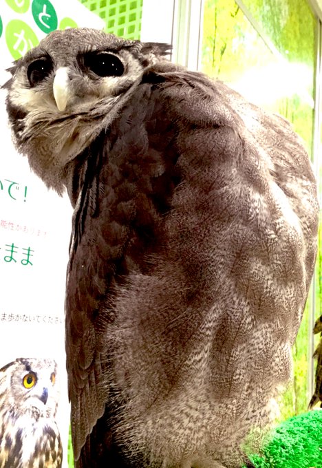 ミルキーワシミミズクのtwitterイラスト検索結果 ミルキーワシミミズクのtwitterイラスト検索結果