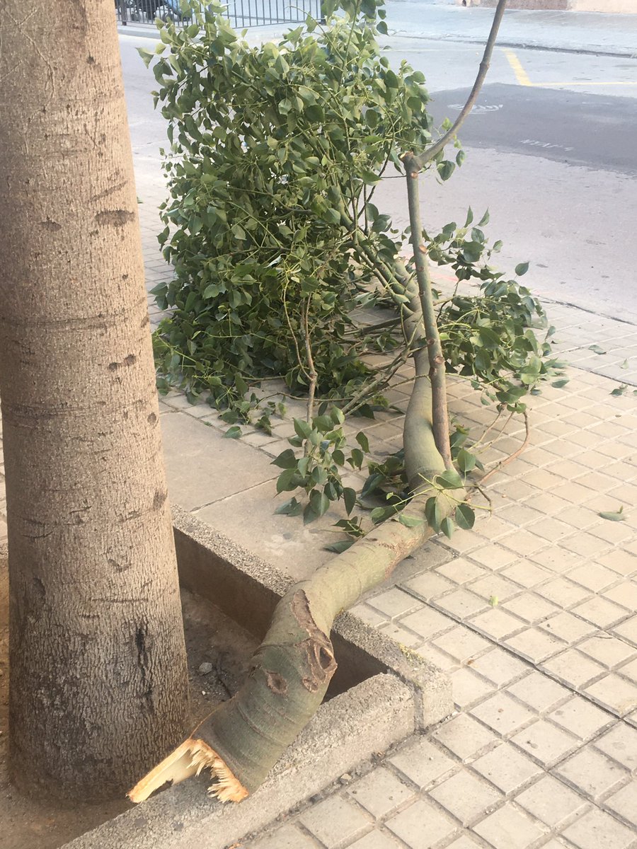PacifiquemEnric's tweet photo. 🔴 El perill de les “voreres” a Enric Borràs. Protagonistes: Un camió, vorera baixa, un arbre... Grgrgrgr! Recordem que és una zona plena d’equipaments i d’escoles, per on passen moltes criatures! @daniel_gracia @topobdn @AjBadalona @Totbadalona @bdncom @torrents_d #badalona https://t.co/4x0vPn2PEy