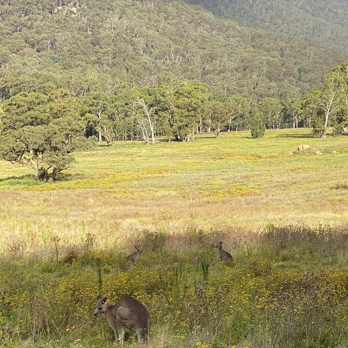 NewSouthWales's tweet photo. Magical moments in the #BlueMountains with #NataliePortman ✨ On a recent getaway to this breathtaking wilderness, Natalie visited the world-famous Three Sisters, stayed at luxurious @WolganV, and said g'day to plenty of hoppy locals. #LoveNSW #NewSouthWales

📸 IG/natalieportman https://t.co/dN2NKUVGqV