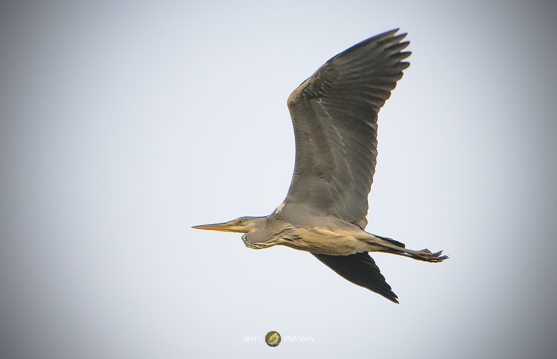 #Harmaahaikara #Gråhäger #GreyHeron
#ArdeaCinerea

#Linnut #Birds