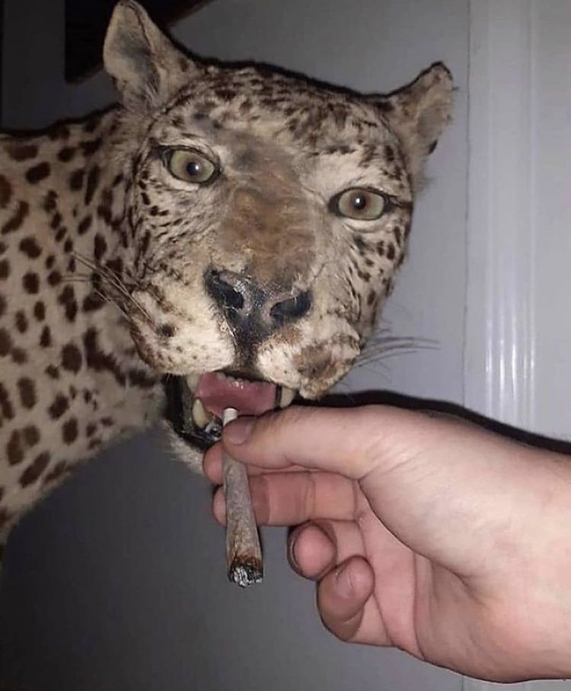 Bro what