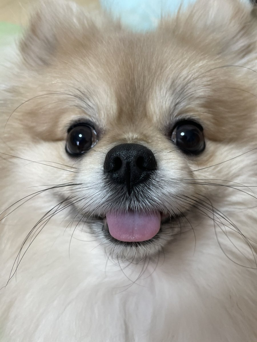 ポメラニアンごま On Twitter 今日もニコニコなごま ポメラニアン 犬好きさんとつながりたい 犬好きな人と繋がりたい 犬のいる幸せ ポメごま