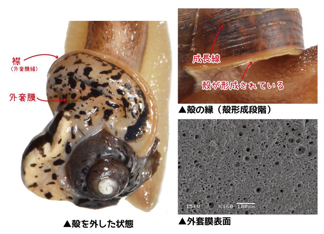 豊田ホタルの里ミュージアム アンモナイトの体 その カタツムリは殻を持つ身近な生き物です カタツムリの殻は 殻口のところにある外套膜というのがあって それが内側から殻を作っていきます そのため アンモナイトのような肋が殻の外にはありません