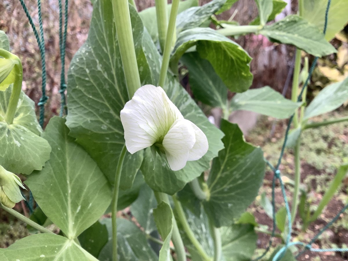 亀ちゃん サヤエンドウとソラマメの花が咲いてマメが出来るのが待ちどうしいです サヤエンドウ ソラマメ 亀ちゃん サヤエンドウとソラマメの花が咲いてマメが出来るのが待ちどうしいです サヤエンドウ ソラマメ