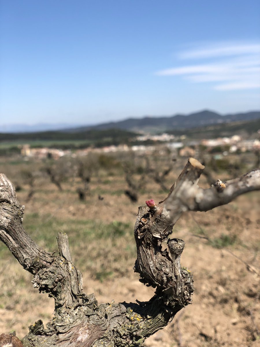 Comemcen a voler brotà, #vinyesvelles #mandó #pladebages  #vinyadelnouceller
