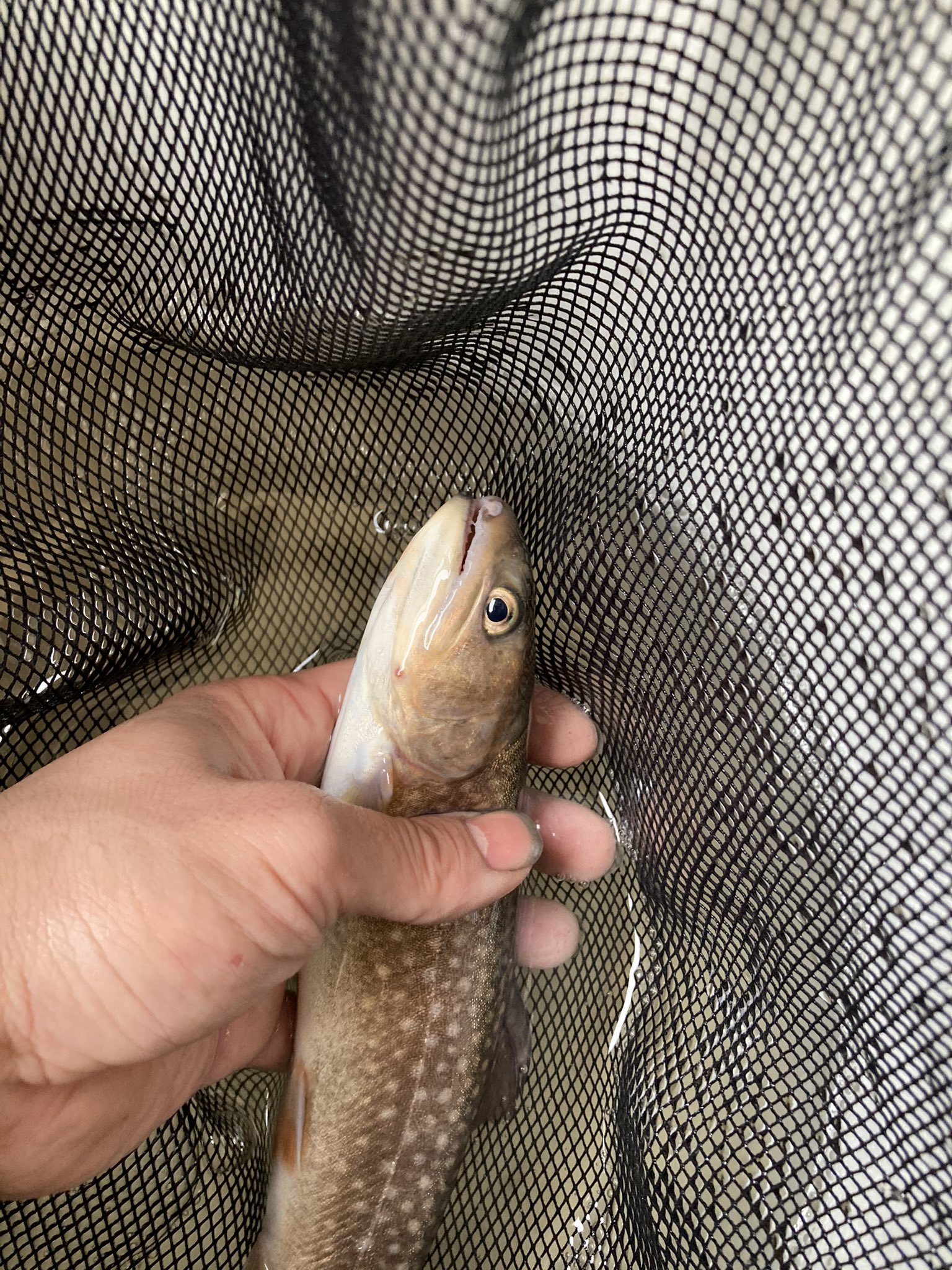 アク りす 飼育魚のイワナから寄生虫サルミンコーラ イワナナガクビムシ を摘出しました 一度は見てみたかった寄生虫ですが まさかうちの水槽で発見できるとは 複雑な気持ちです サロンパスのにのみやさん 既視感 W 北海道大学大学院の方が熱心に研究