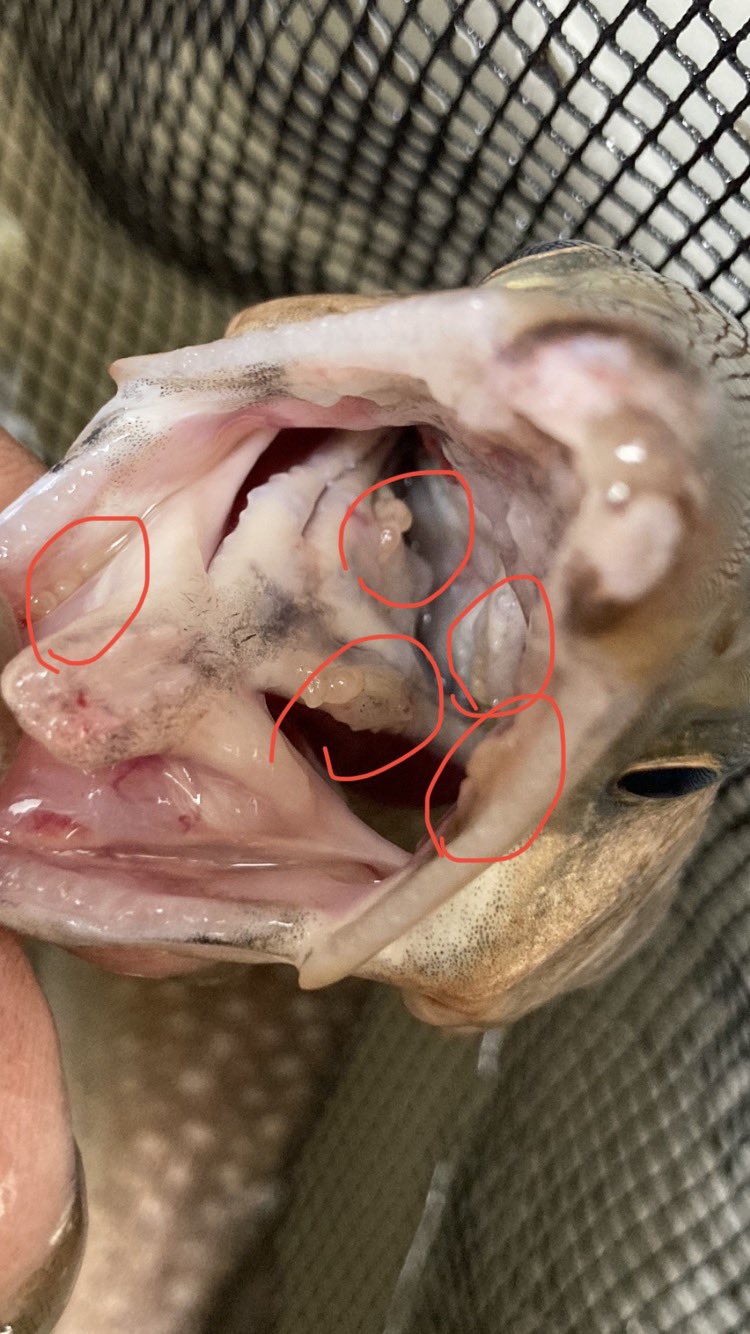 アク りす 飼育魚のイワナから寄生虫サルミンコーラ イワナナガクビムシ を摘出しました 一度は見てみたかった寄生虫ですが まさかうちの水槽で発見できるとは 複雑な気持ちです サロンパスのにのみやさん 既視感 W 北海道大学大学院の方が熱心に研究