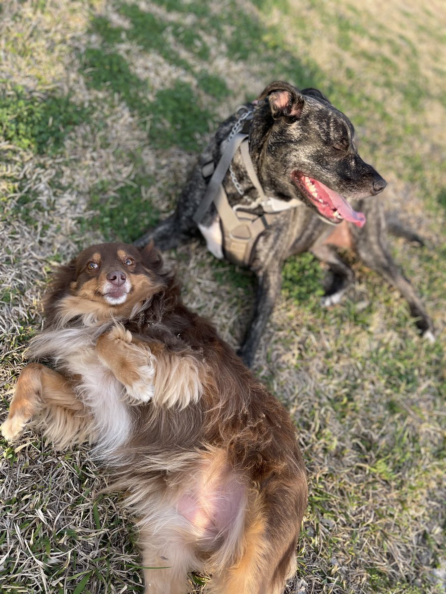 PMadi_7's tweet photo. Sweet girls loved the walk today❤️ https://t.co/U9TQLKDpwP