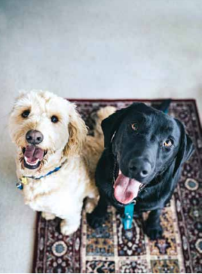 BuddyLifeMagzn's tweet photo. Caring For Each Other... Bruno and Curly’s friendship helps bring a family closer and improve the bond between members.
https://t.co/9l51LP9tMl
#dogmagazine #magazine #petlovers #doglovers #buddylife https://t.co/49XP2iVkg2