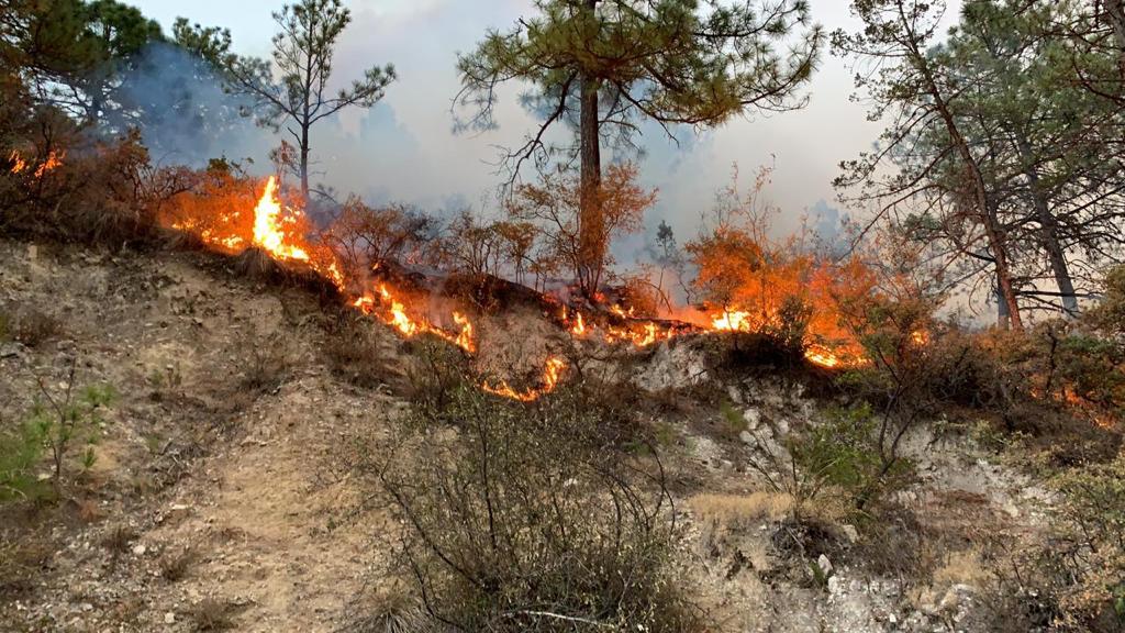 ABCNoticiasMX's tweet photo. Se habría originado incendio en Arteaga por carne asada

El incendio forestal se ha extendido por lo largo de la Sierra de Santiago y en Coahuila https://t.co/8lpcXfHbxx https://t.co/ULvFOoRdwt