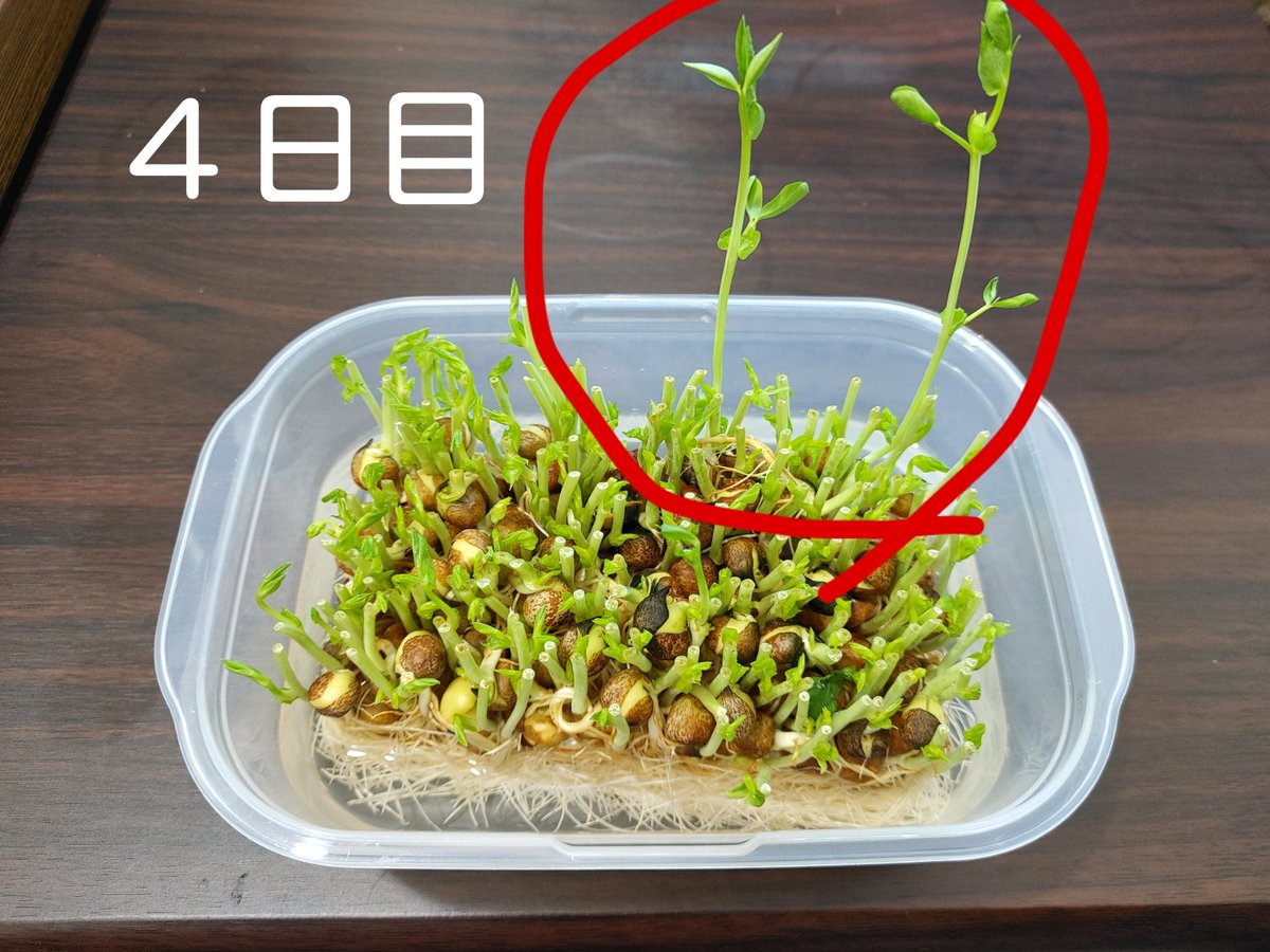 スタン ブルーベリー以外も育ててるのだ 豆苗の成長記録f D 育てるまで 豆苗が何か知らなかったのだ グリンピース グリーンピース どっちが正しいのだ 笑 豆苗 育成 植物 グリーンピース グリンピース ブルーベリー T Co