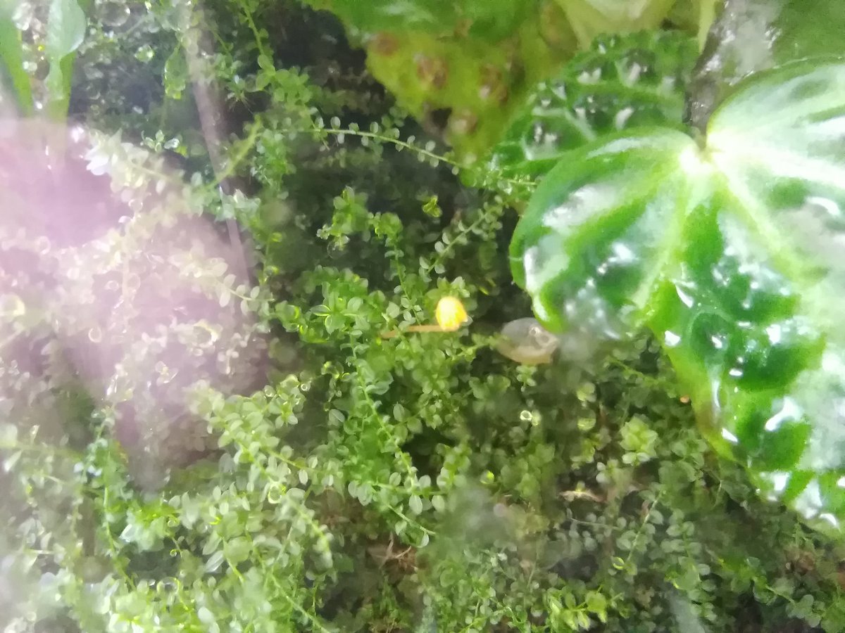 渓水庵 ヒナノヒガサ コケに寄生するキノコで 苔テラリウムの愛好家にはお馴染みの種 幻覚成分であるシロシビンを含むとされ 麻薬取締法により所持が禁止されるらしいが そんなこと言われても勝手に生えてくるのはどうしようもない わりとすぐに消え