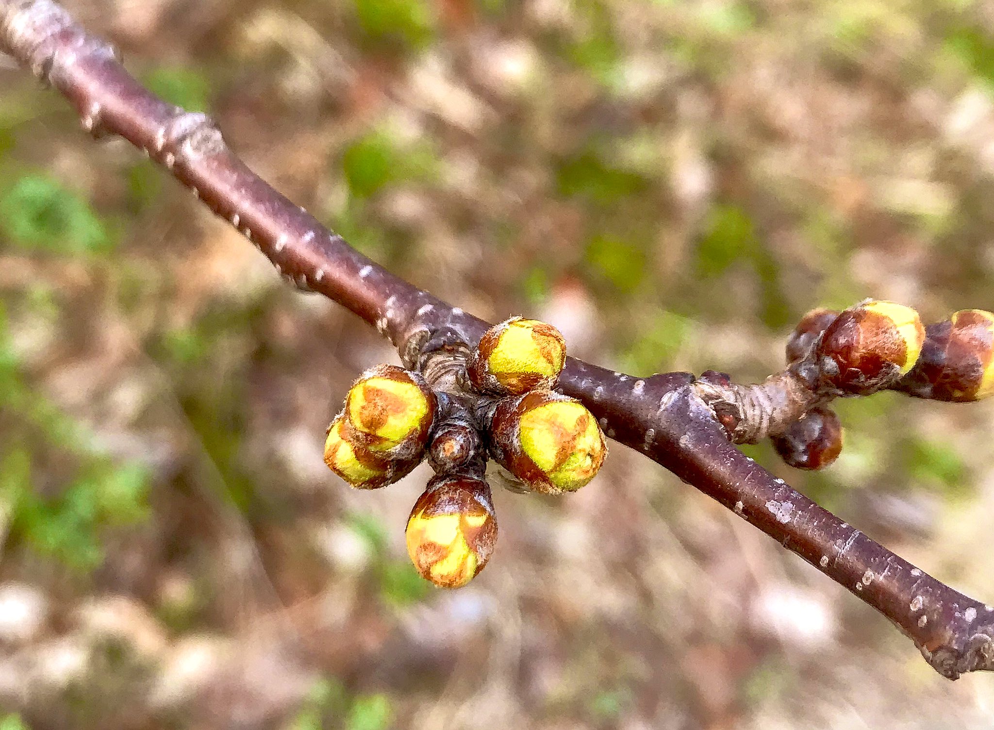 Brainwaves English 本日の英語フレーズ The Sakura Trees Are Budding 桜のつぼみが膨らんできてるね Bud は つぼみ を意味する名詞ですが つぼみをもつ つぼみが成長する という意味の動詞として使うこともできます 本日の