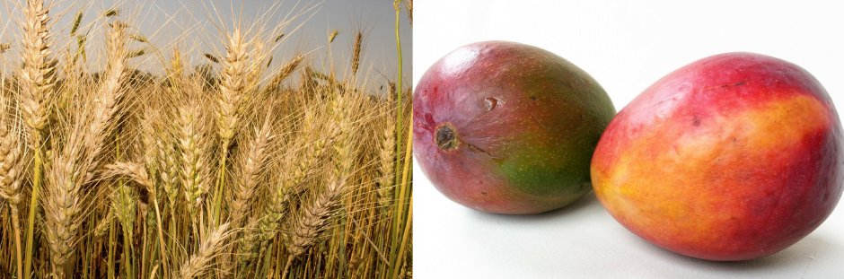 NRF_News's tweet photo. Wheat straw and mango peels could potentially be used in the development of biodegradable food packaging. Dr Lindleen Mugwagwa (@StellenboschUni) conducted this study for her doctorate. The NRF was one of the funders of the study: https://t.co/YSV0vhm4wc
#SAsciencehero https://t.co/kRPgDRt4FN