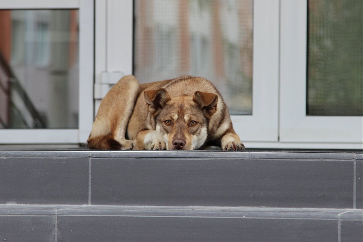 ya_pandochka's tweet image. 🗣Андрей Турчак: «Единая Россия» против убийства бездомных животных
Законопроект о снятии запрета на умерщвление бездомных животных и передаче регионам права самостоятельно регулировать их популяцию будет сегодня отозван из Госдумы.
#ЕР74 #бездомныеживотные #Турчак